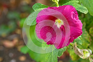 Hollyhock flower (Alcea) in pink magenta blossoming during Autumn in South Australia.