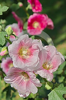 Hollyhock flower - Alcea rosea