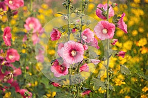 Hollyhock flower Althaea rosea or Alcea rosea with blured cosmos flowers background