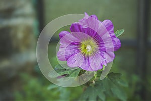 Hollyhock flower  beautiful violet petals