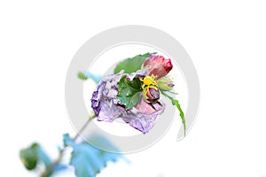 Hollyhock flower bud on white background
