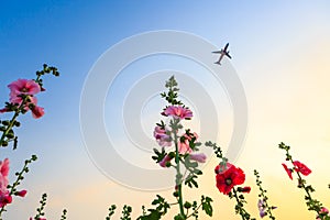 Hollyhock flower garden with sunset sky and plane