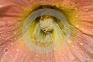Hollyhock flower internal details with water droplets.