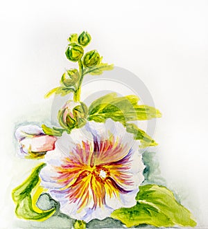 Hollyhock flowers. Watercolor