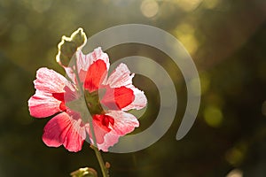 The hollyhock growing in a garden on sunny day. Red Flower of a hollyhock close up on green blurring background