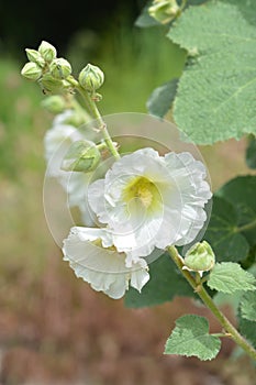 Hollyhock Halo White