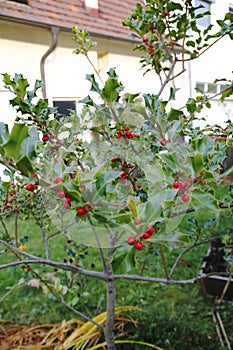 Hollyhock, ilex with red berries