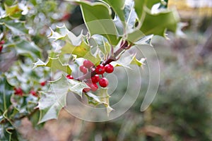 Hollyhock, ilex with red berries