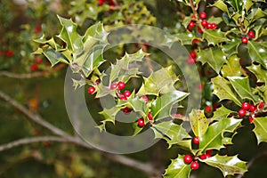 Hollyhock, ilex with red berries