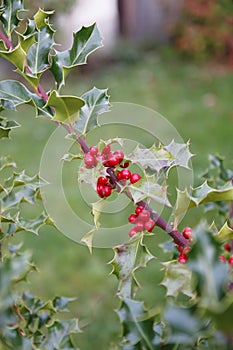 Hollyhock, ilex with red berries