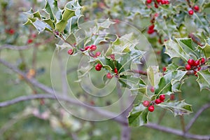 Hollyhock, ilex with red berries