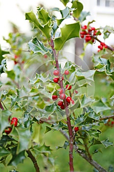 Hollyhock, ilex with red berries