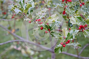 Hollyhock, ilex with red berries photo