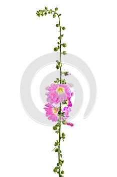 Hollyhock isolated on a white background. Alcea rosea