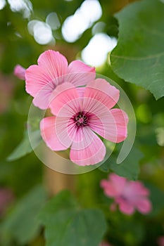 Hollyhock Malva Alcea rosea Malvaceae Althaea rosea. alva Herb, Annual Malope, Maloppi, Spanish Purple Malva