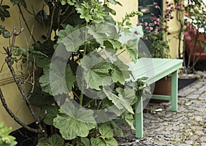 Hollyhock and a mint green garden bench on old cobbles