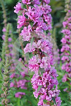 Hollyhock tall pink blossom budding flower and lush green plant closeup