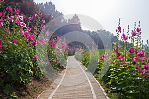 Hollyhock trail