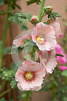 Hollyhocks