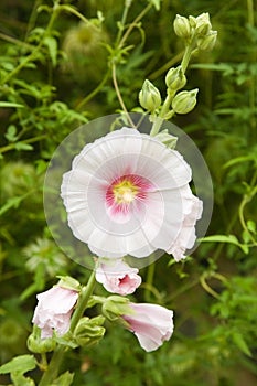 Hollyhocks