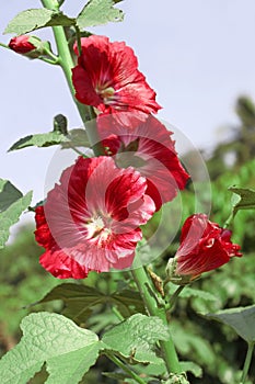 Hollyhocks