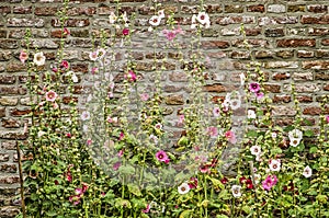 Hollyhocks against a brick wall