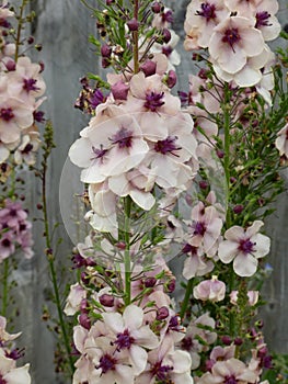 Hollyhocks - Alcea, Norfolk, England, UK