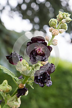 The Hollyhocks (Alcea) plant