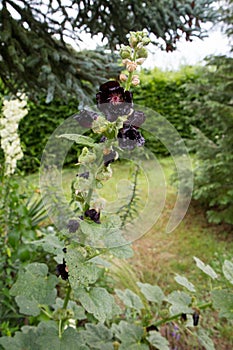 The Hollyhocks (Alcea) plant