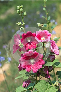 Hollyhocks blooming in  garden