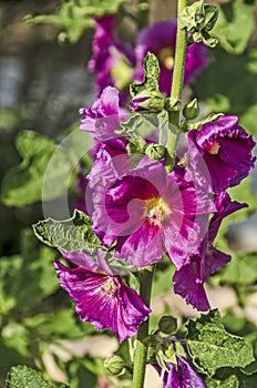 Hollyhocks With Dark Pink Blossoms