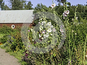 Colorful group of hollyhocks