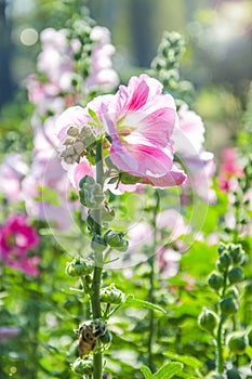 The hollyhocks flower with fare lighting in the morning time.