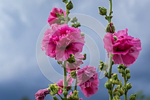 Blooming hollyhock pink flowers