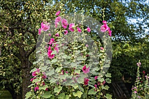 Hollyhocks flowers in garden photo