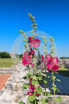 Hollyhocks at French island de Re