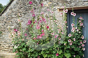 Hollyhocks in Front of traditional stone Wall