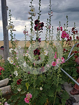 Hollyhocks in late summer blooms of red pinks and white