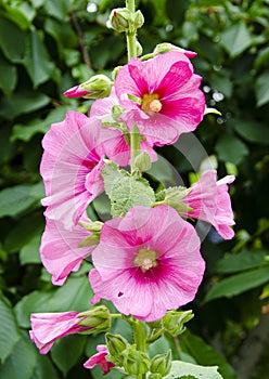 Hollyhocks in mixed colors Alcea rosea old.Beautiful red, magenta stockroses or mallows in sunlight.mallow flowers