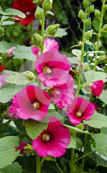 Hollyhocks in mixed colors Alcea rosea old.Beautiful red, magenta stockroses or mallows in sunlight.mallow flowers