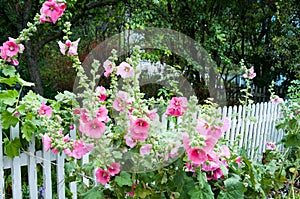 Hollyhocks