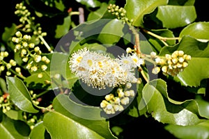 Hollyleaf cherry, Eevergreen cherry, Prunus ilicifolia