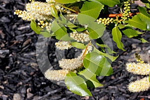 Hollyleaf cherry, Eevergreen cherry, Prunus ilicifolia