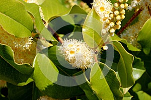 Hollyleaf cherry, Eevergreen cherry, Prunus ilicifolia