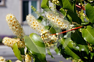 Hollyleaf cherry, Eevergreen cherry, Prunus ilicifolia