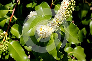 Hollyleaf cherry, Eevergreen cherry, Prunus ilicifolia