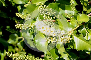 Hollyleaf cherry, Eevergreen cherry, Prunus ilicifolia