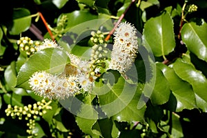 Hollyleaf cherry, Eevergreen cherry, Prunus ilicifolia