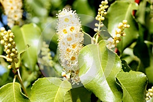 Hollyleaf cherry, Eevergreen cherry, Prunus ilicifolia