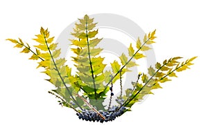 Hollyleaved barberry Leaf